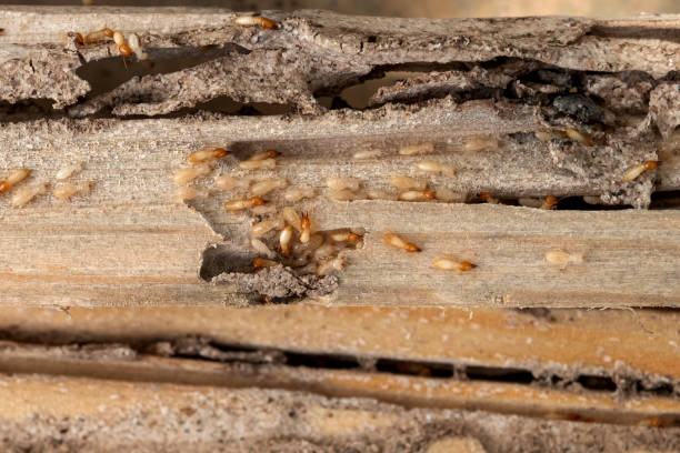 Bird Control in Bellwood, PA